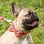 Jolly Christmas Print Bow Tie Dog Collar, thumbnail 1 of 2