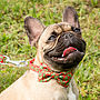 Speckled Holly Bow Tie Dog Collar, thumbnail 1 of 2