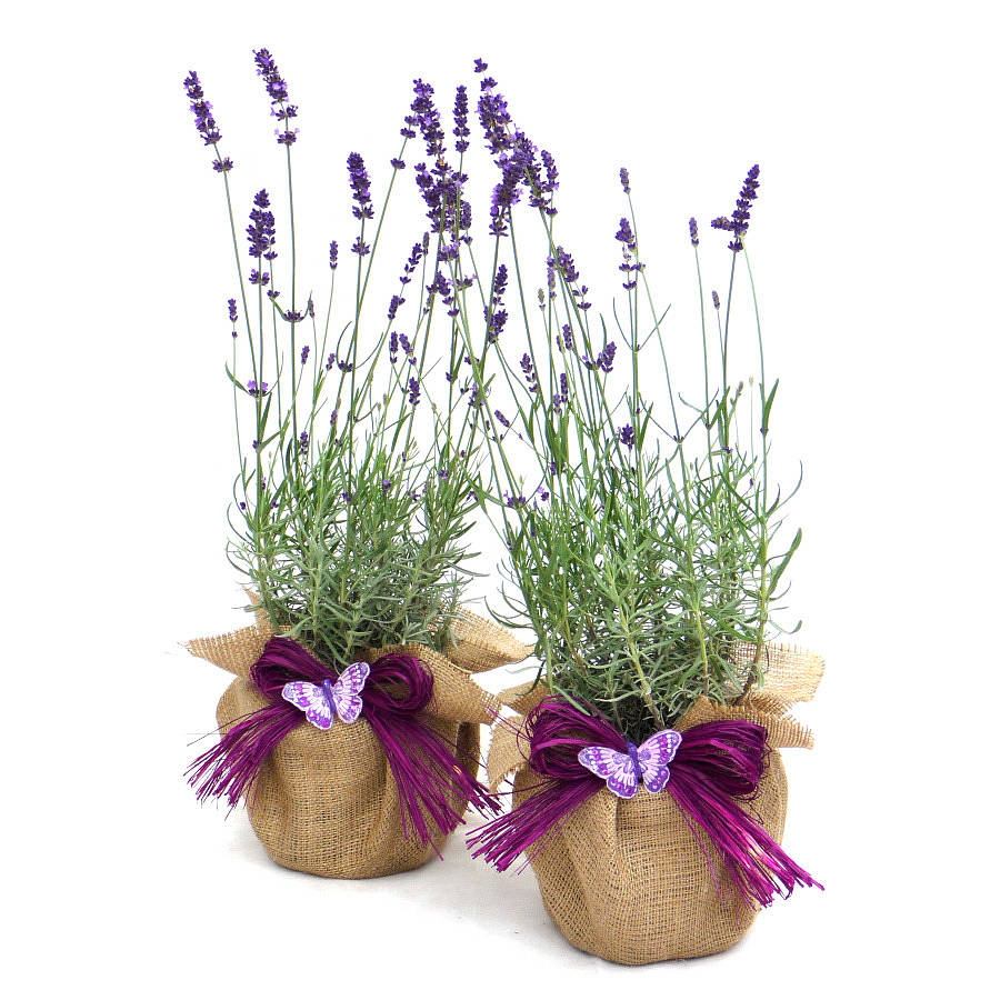 Outdoor Plant Gifts Pair Of Scented English Lavenders
