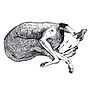 Framed Lurcher Dog Print In White, thumbnail 3 of 3