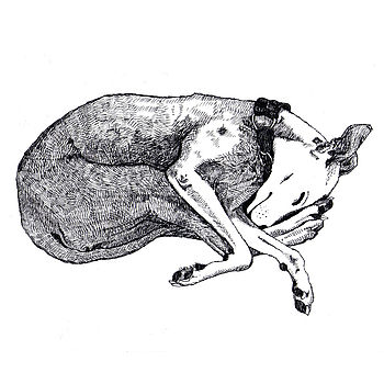 Framed Lurcher Dog Print In White, 3 of 3