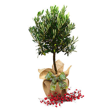 Olive Tree Plant Gift, 4 of 4