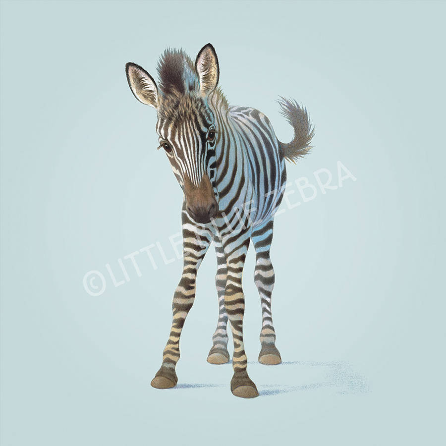 illustrated zebra print by little blue zebra