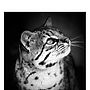'Geoffroy's Cat' Black And White Signed Art Print, thumbnail 5 of 7