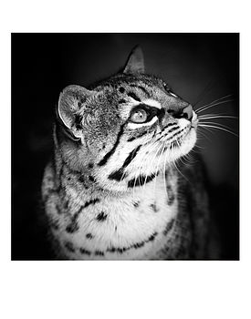 'Geoffroy's Cat' Black And White Signed Art Print, 5 of 7