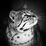 'Geoffroy's Cat' Black And White Signed Art Print, thumbnail 3 of 7