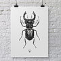 'Vintage Beetle Insect Illustration' Print, thumbnail 2 of 7