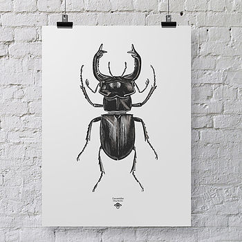 'Vintage Beetle Insect Illustration' Print, 2 of 7