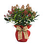 Scented Skimmia Plant, Plant Gift, thumbnail 2 of 2
