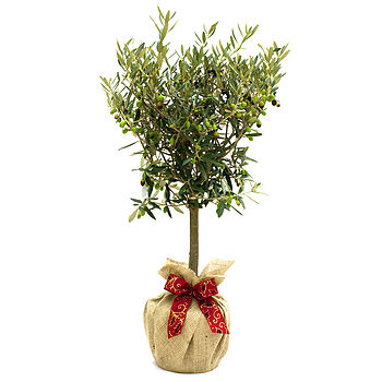 Olive Tree Plant Gift, 3 of 4