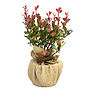Photinia Red Robin, Outdoor Plant Gift, thumbnail 1 of 2