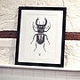 'Vintage Beetle Insect Illustration' Print, thumbnail 3 of 7