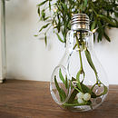 lightbulb vase by bonnie and bell | notonthehighstreet.com