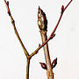 ' Winter Branches ' Botanical Card, thumbnail 3 of 3