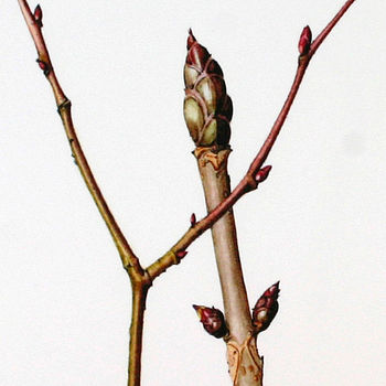 ' Winter Branches ' Botanical Card, 3 of 3