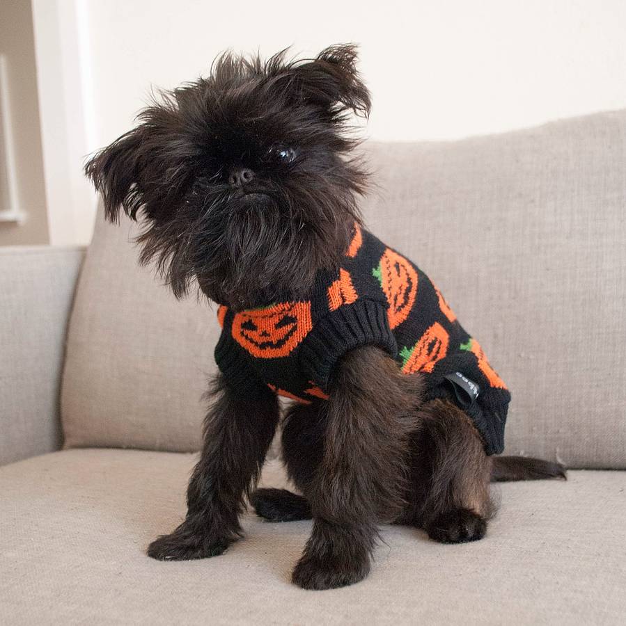 dog jumper halloween