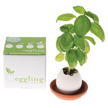 Grow Your Own Mini Garden Egg Kit, 4 of 10