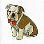 Illustrated Bulldog Boy Pup Blank Card, thumbnail 2 of 4