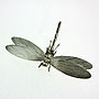 Sterling Silver Dragonfly Brooch, thumbnail 3 of 6