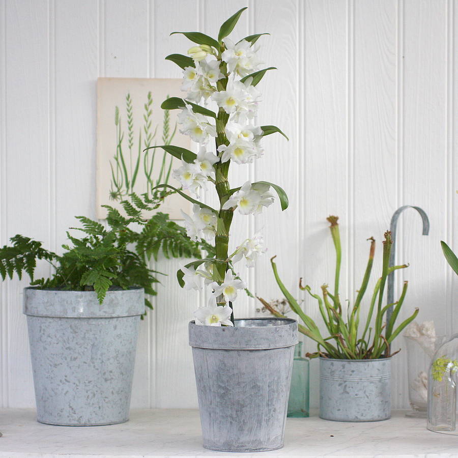 Zinc Plant Pot By Magpie Living