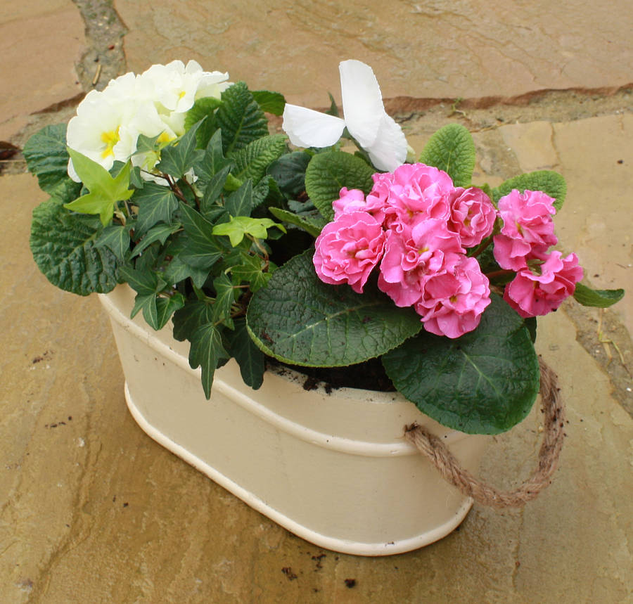 Pretty In Pink Planter By Plants4 Presents