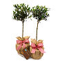 Plant Gifts Pair Of Mini Stemmed Olive Trees, thumbnail 1 of 1