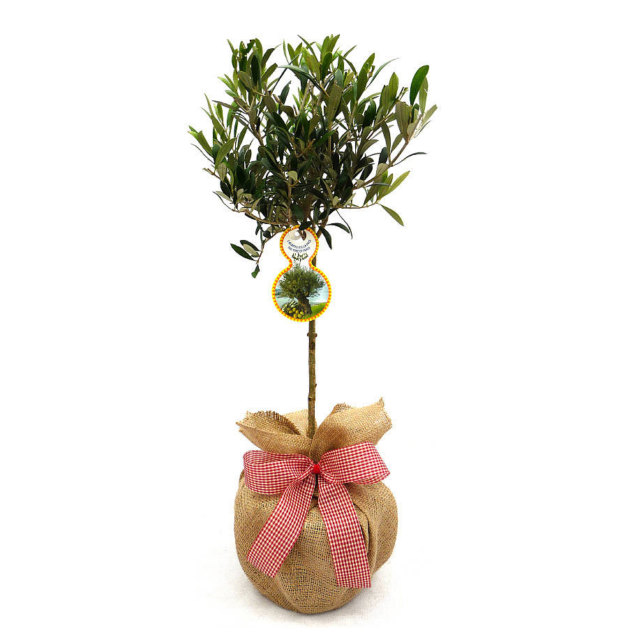 Plant Gifts Plants Olive Tree