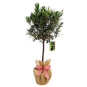 Olive Tree Plant Gift, 2 of 4