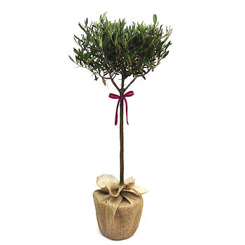 Plant Gifts Olive Tree, 2 of 3