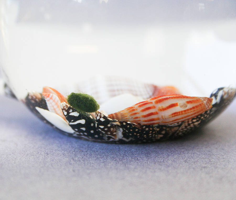 Handblown Glass Snail Vase Terrarium By Bonnie and Bell