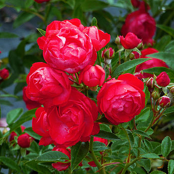 Red Scented Garden Rose, 2 of 2