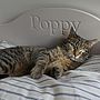 Personalised Pet Bed, thumbnail 4 of 10