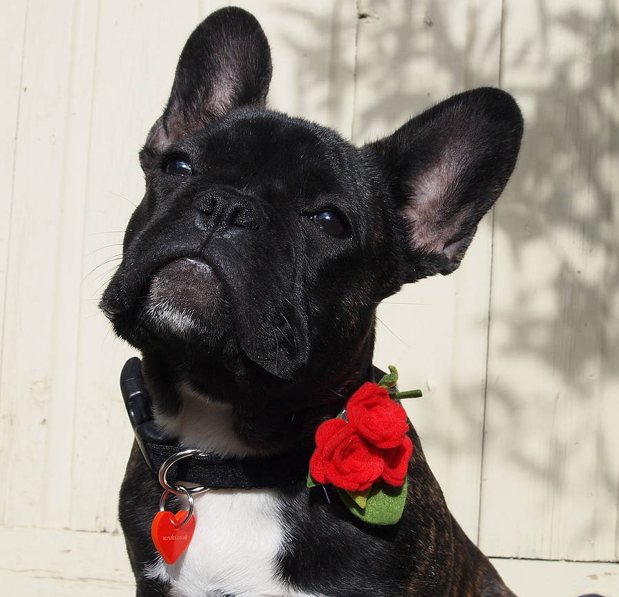 Margaux Velvet Dog Collar Detachable Posy By Scrufts
