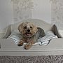 Personalised Pet Bed, thumbnail 3 of 10
