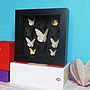 Bespoke Small Butterfly Collection Artwork, thumbnail 1 of 9
