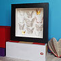 Bespoke Small Butterfly Collection Artwork, thumbnail 3 of 9