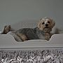 Personalised Pet Bed, thumbnail 2 of 10