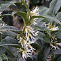 Scented Sarcocca Plant, Plant Gift, thumbnail 1 of 2