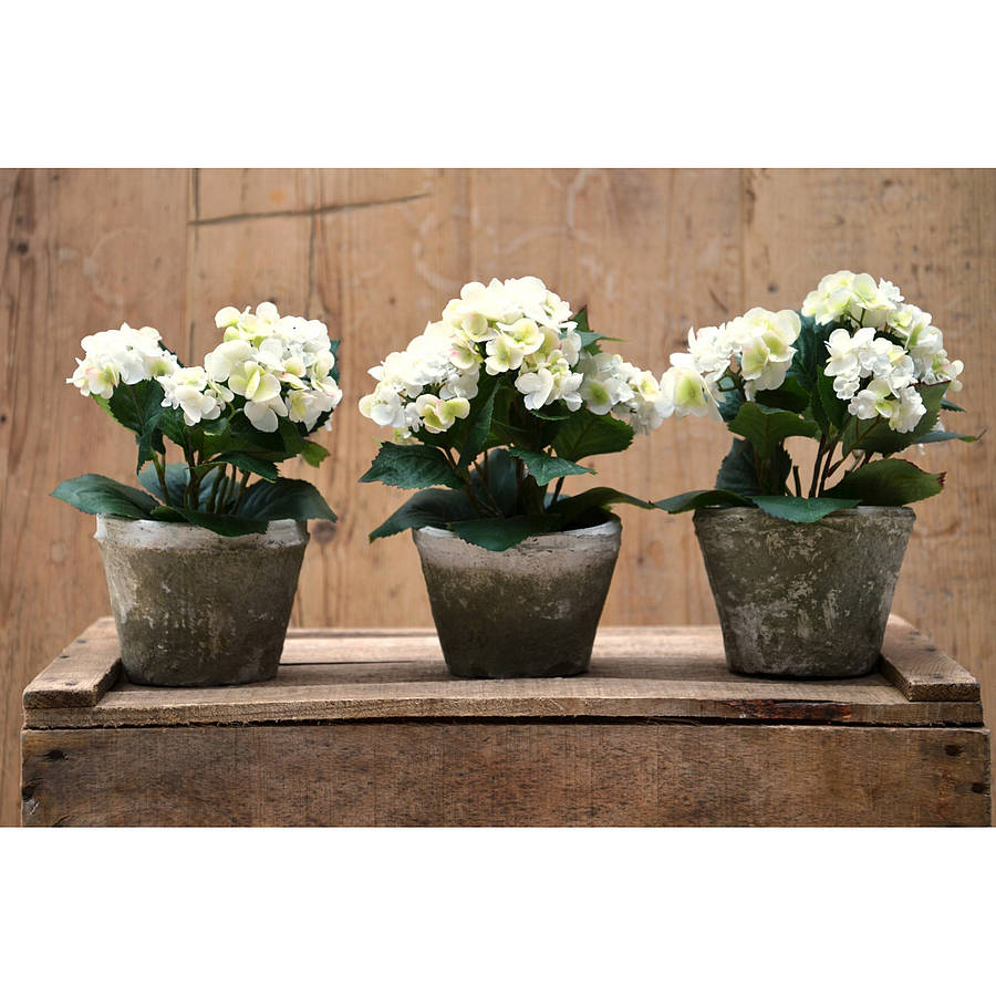 Silk Potted Hydrangea Plant By Funky Bunch