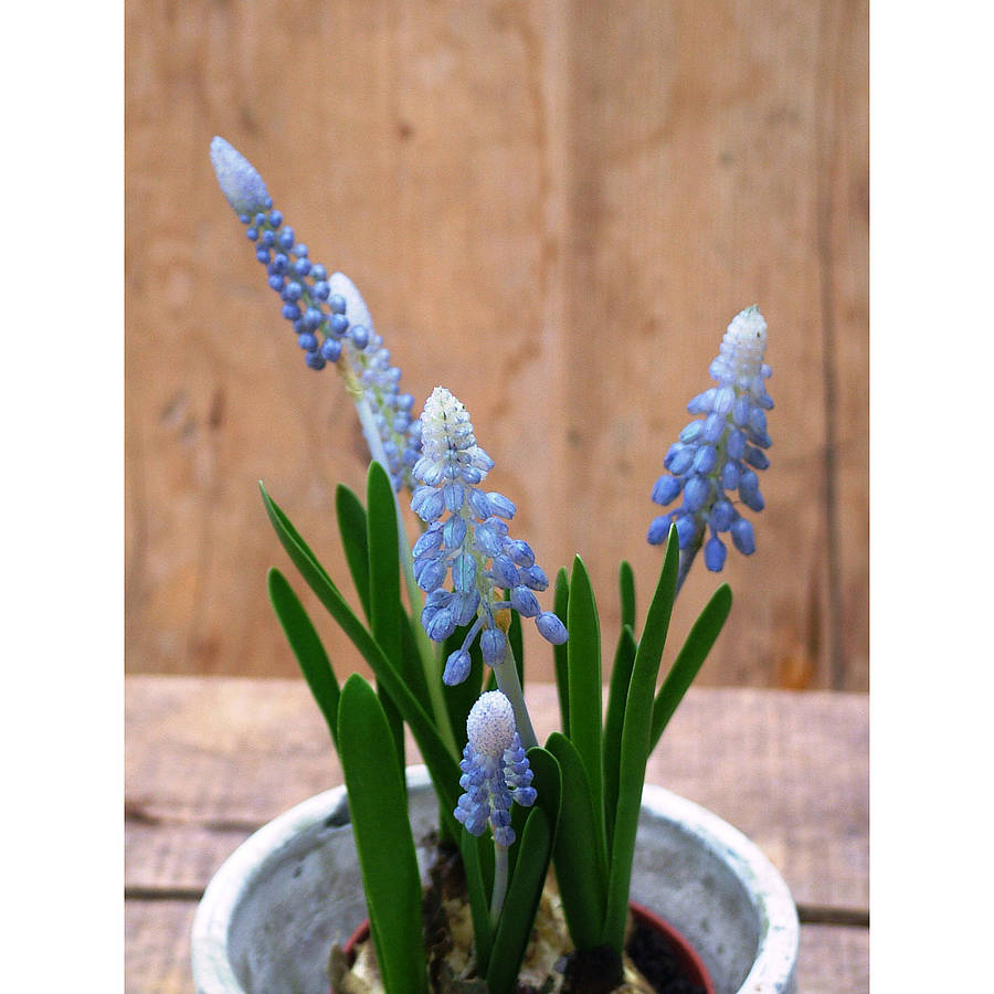 Artificial Grape Hyacinth Plant In Pot By Funky Bunch