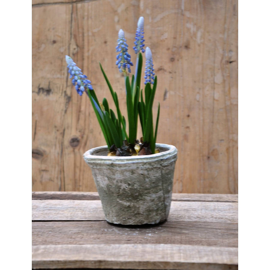 Artificial Grape Hyacinth Plant In Pot By Funky Bunch