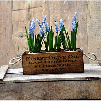 Artificial Grape Hyacinth In Wooden Planter By Funky Bunch ...