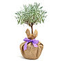 Plant Gift Mini Stemmed Lavender, thumbnail 1 of 1