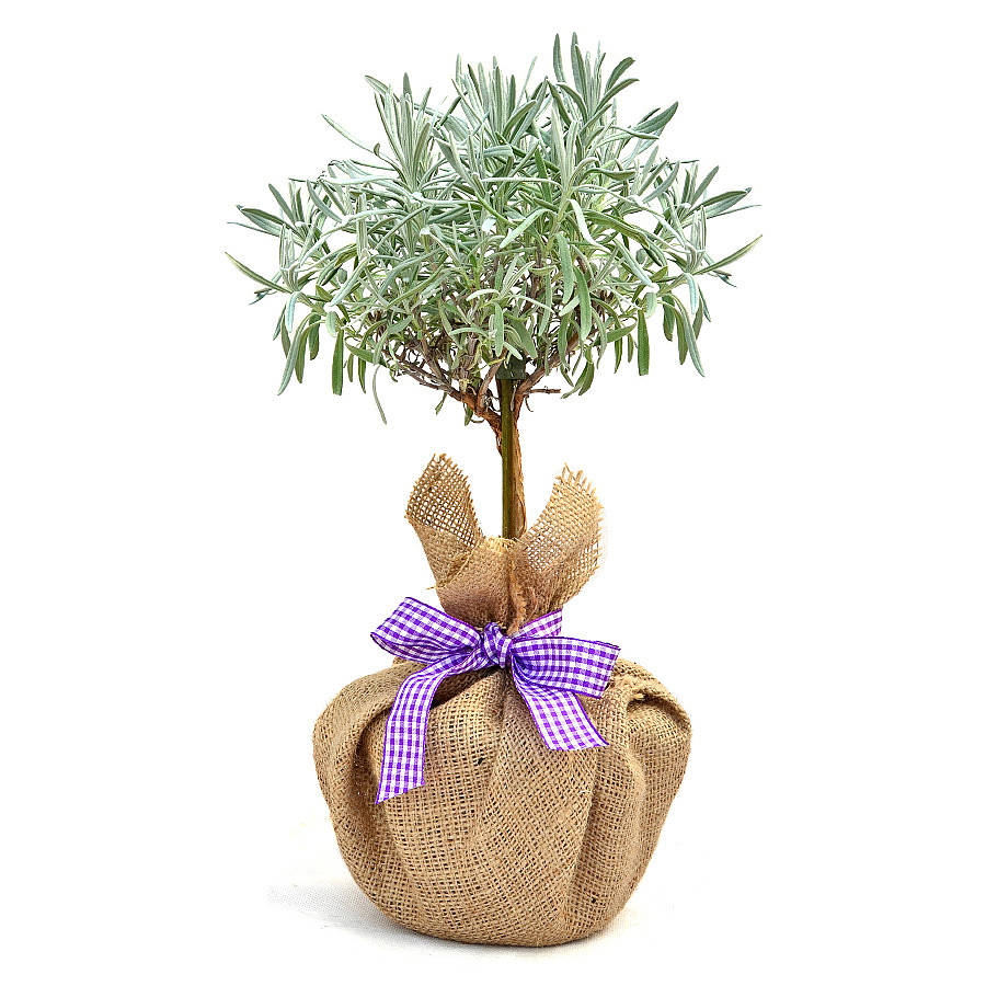 Plant Gift Mini Stemmed Lavender