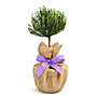 Plant Gifts Mini Stemmed Aromatic Thyme, thumbnail 1 of 2