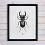 'Vintage Beetle Insect Illustration' Print, thumbnail 1 of 7