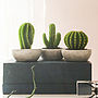 Cactus Candle, thumbnail 6 of 7