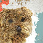 Norfolk Terrier Portrait, thumbnail 1 of 2