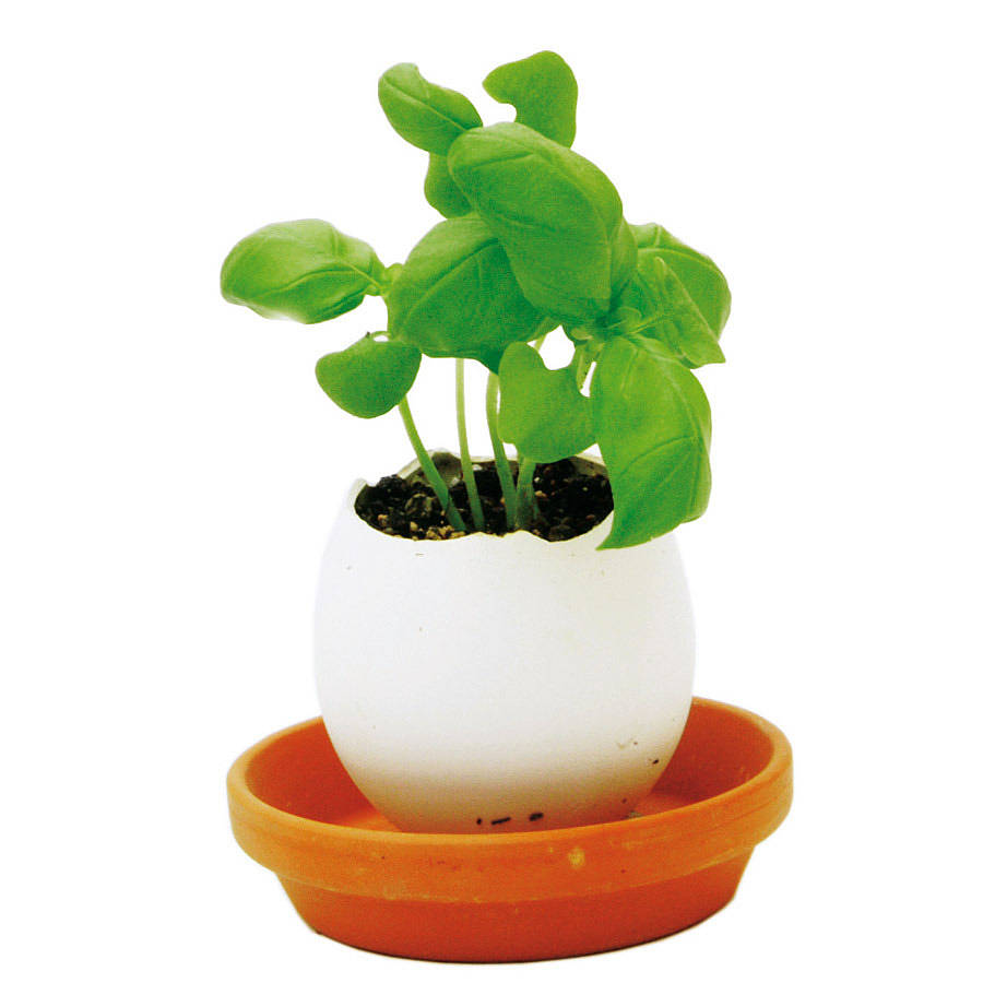 Grow Your Own Basil In An Egg By BEEcycle