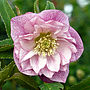 Garden Plant Gift Pink Helleborus, thumbnail 1 of 2